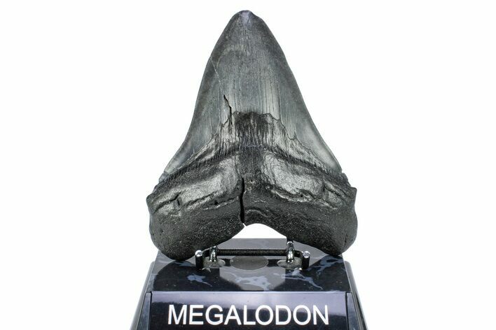Fossil Megalodon Tooth - Repaired #251271